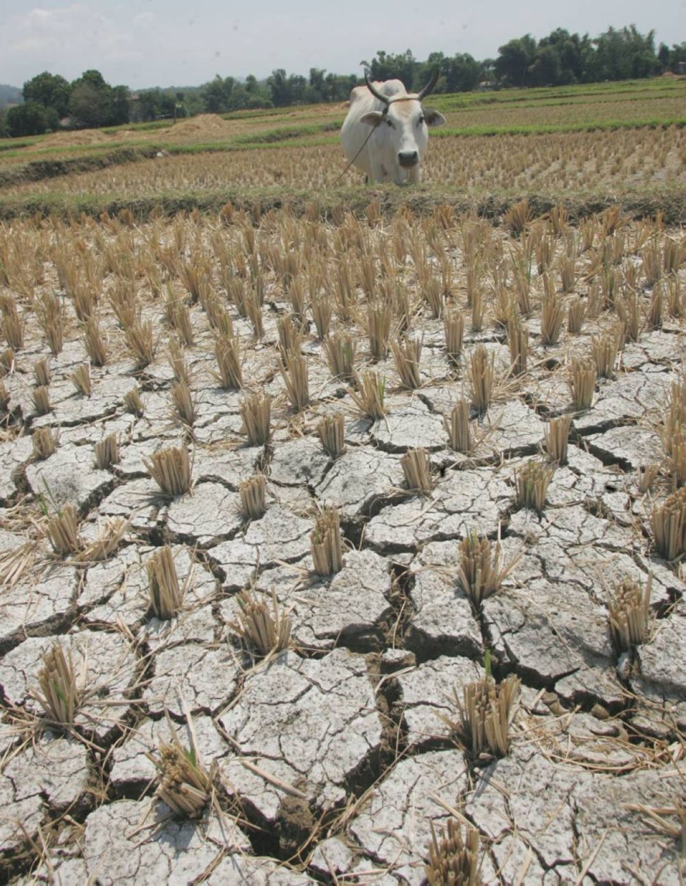 快讯-吕宋岛17省将于一月底遭遇干旱(1)