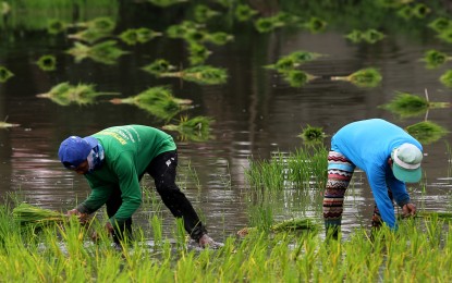 快讯-菲律宾农业部加强杂交水稻应对厄尔尼诺现象(1)
