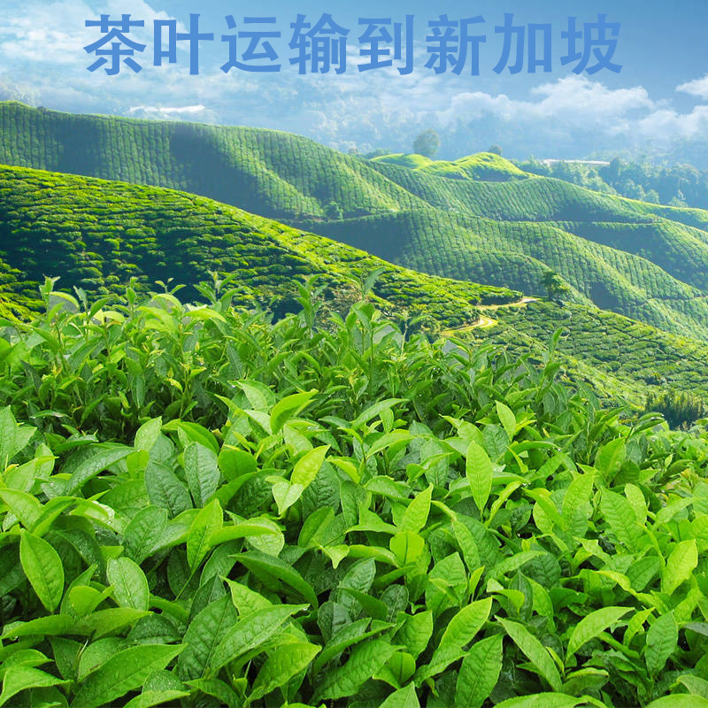 空运海运-红茶，绿茶，白茶空运到新加坡，茶叶运输新加坡专线(1)