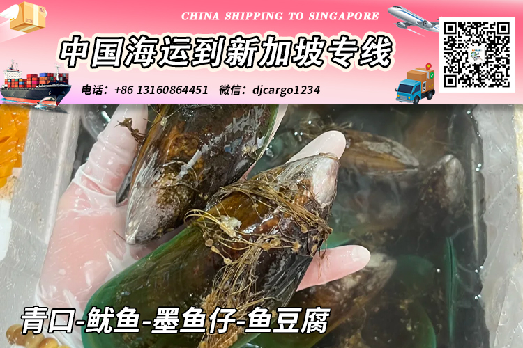 空运海运-【全程冷链】冷冻青口-鱿鱼-墨鱼仔-鱼豆腐海运到新加坡SG(1)