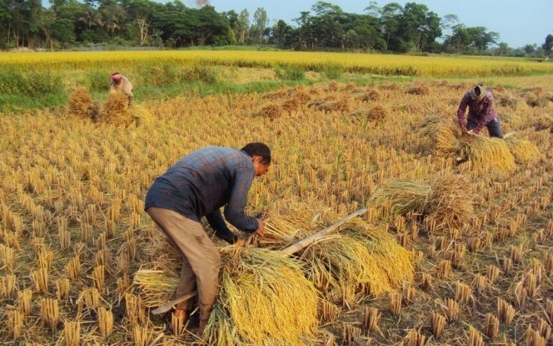 金融信息-美国农业部预测，大米进口量将增长15.9%，而产量仅增长0.4%(1)