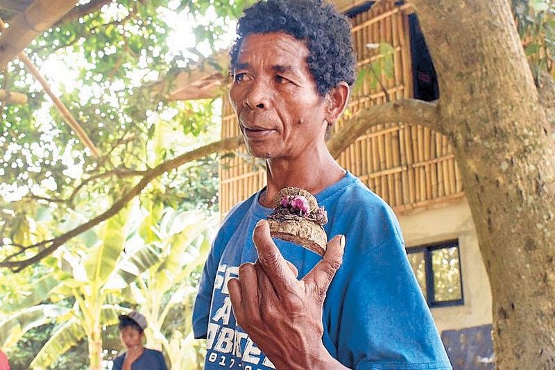 金融信息-全球紫色热潮为菲律宾紫薯种植户带来希望(1)