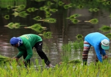 菲律宾农业部加强杂交水稻应对厄尔尼诺现象