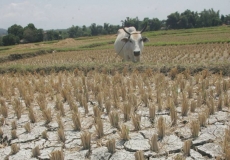 吕宋岛17省将于一月底遭遇干旱