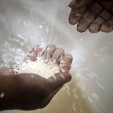印度“大米禁令”令菲律宾印尼“受伤”