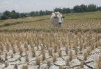吕宋岛17省将于一月底遭遇干旱