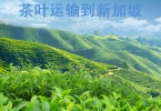红茶，绿茶，白茶空运到新加坡，茶叶运输新加坡专线